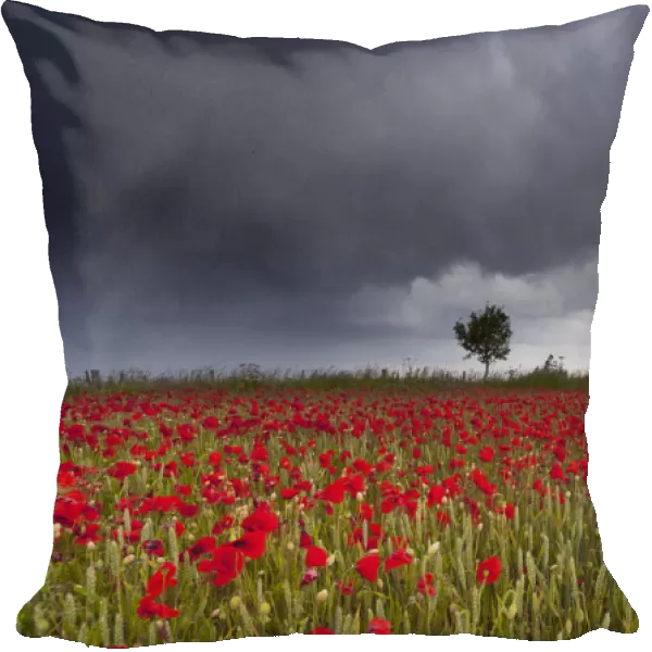 A Field Of Red Poppies Under A Stormy Sky; Northumberland, England