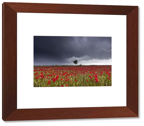 A Field Of Red Poppies Under A Stormy Sky; Northumberland, England