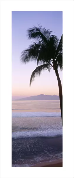 USA, Hawaii, Molokai In Background; Maui, Palm Tree Along Shoreline, Maui Beach At Twilight