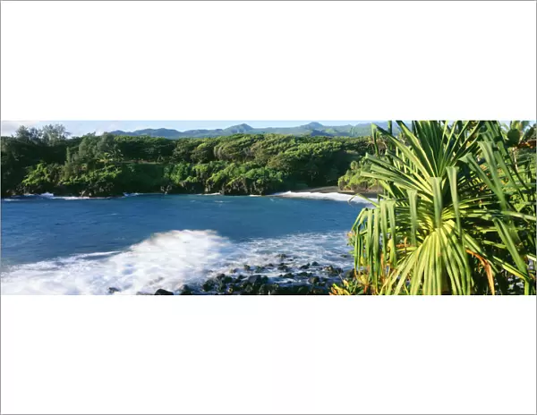 USA, Hawaii, Maui, Lauhala Tree In Foreground; Hana, Waianapanapa State Park, Black Sand Beach