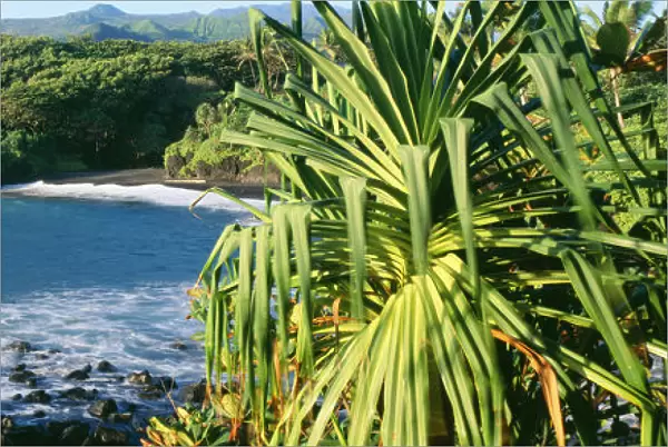 USA, Hawaii, Maui, Lauhala Tree In Foreground; Hana, Waianapanapa State Park, Black Sand Beach