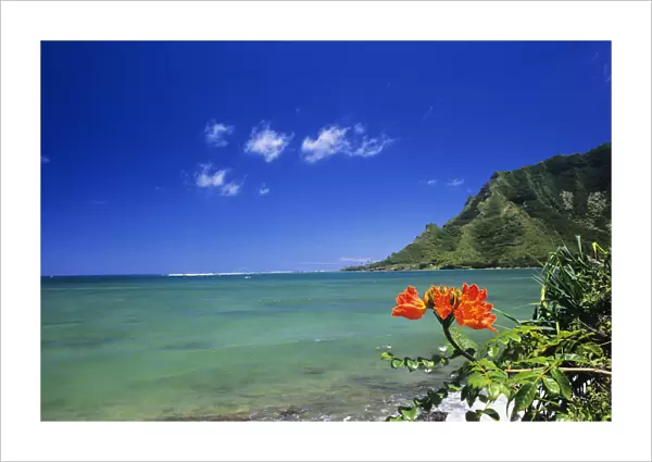 USA, Hawaii, Oahu, Clear Coastline With Bright Orange Flower; Kahana Bay, Lush Green Mountain, Blue Sky