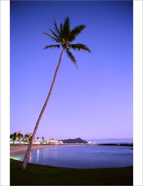 Hawaii, Oahu, View Of Diamond Head During Purple Blue Sunset, Palm In Foreground, Calm Water
