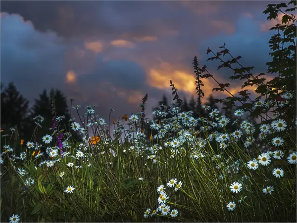 Flowers Compliment A Sunset Sky; Astoria, Oregon, United States Of America