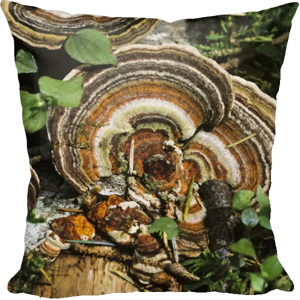 Turkey Tail Fungus; Florence, Oregon, United States Of America