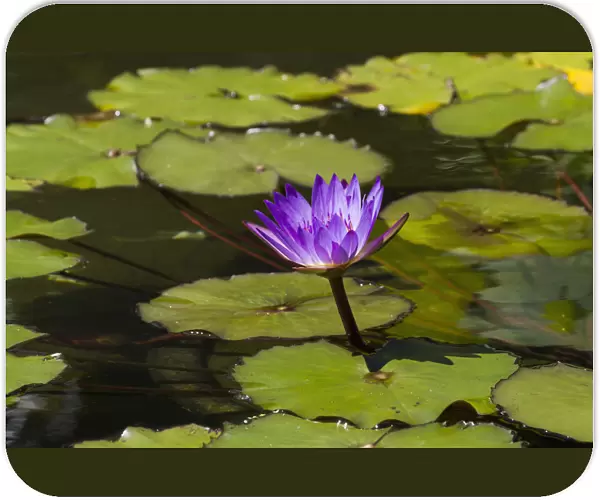 Water Lily In The Bethesda Fountain In Central Park, New York City, New York, United States