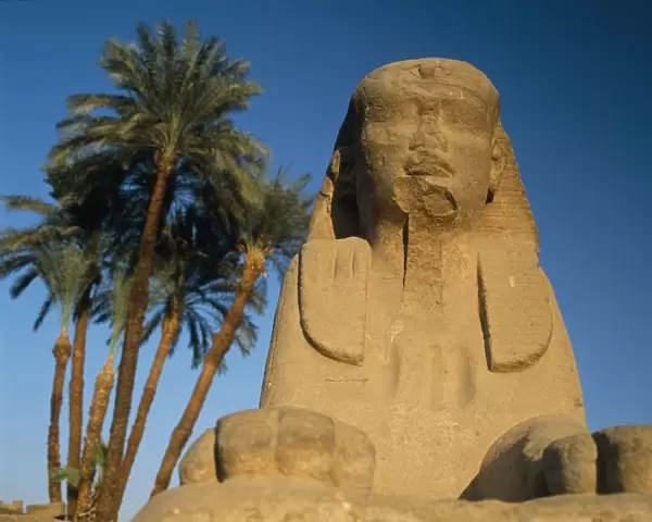 Sphinx Statue In Front Of Date Palms
