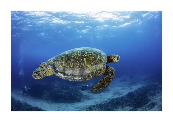 Green sea turtle and divers, Hawaii, USA