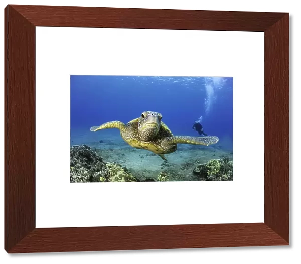 Green sea turtle and diver, Hawaii, USA