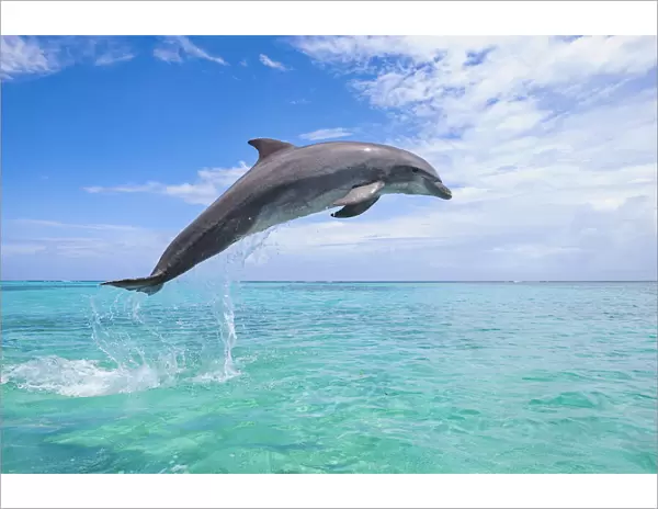 Common Bottlenose Dolphin Jumping in Air, Caribbean Sea, Roatan, Bay Islands, Honduras