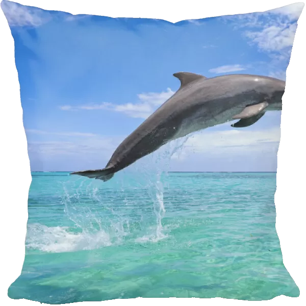 Common Bottlenose Dolphin Jumping in Air, Caribbean Sea, Roatan, Bay Islands, Honduras