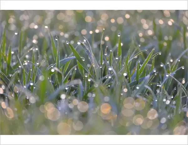 Close-up of Leaves of Grain with Water Drops in the Morning, Bavaria, Germany