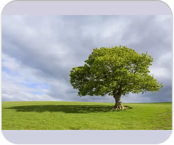 Oak tree on grassy field in spring in Scotland, United Kingdom