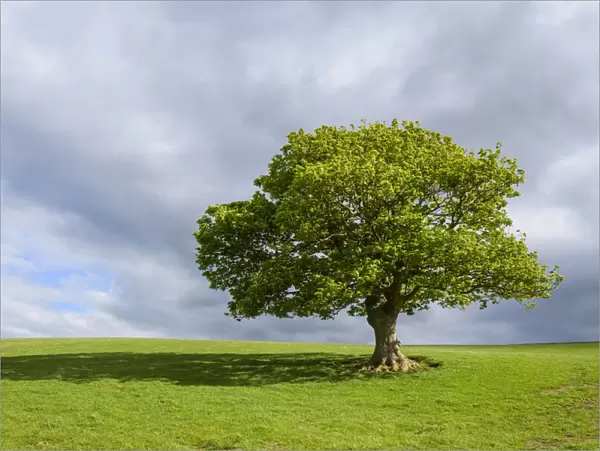 Oak tree on grassy field in spring in Scotland, United Kingdom
