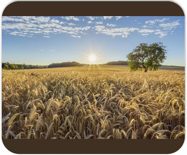 Countryside with Rye Field and Apple Tree at Sunrise in Summer, Reichartshausen, Miltenberg District, Bavaria, Germany