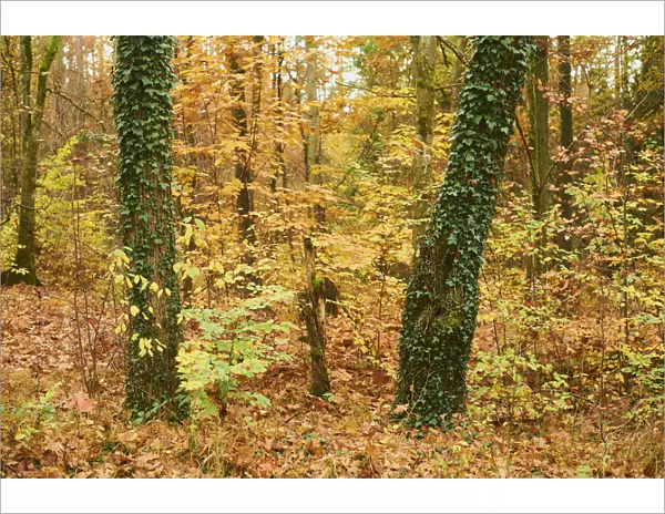 Autumn colours in the forest of Bavarian Forest National Park, Bavaria, Germany