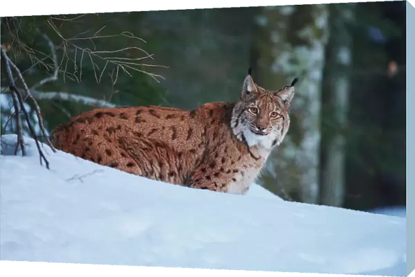 Eurasian lynx in snow, Bavarian Forest National Park, Bavaria, Germany