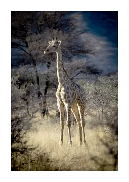 Southern giraffe standing in the long grass at dawn, Gabus Game Ranch, Otavi, Otjozondjupa, Namibia