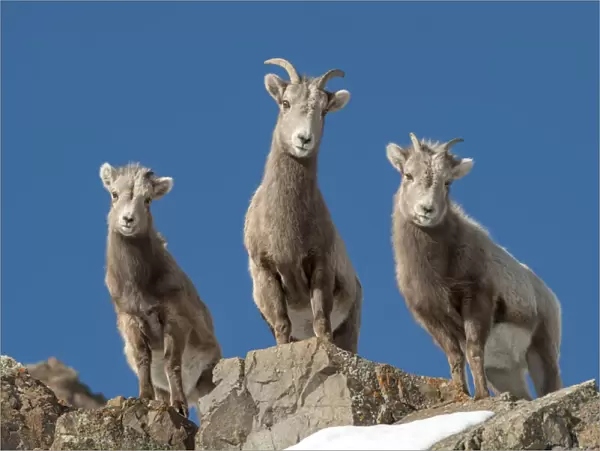 Portrait of bighorn sheep family standing on rocks, Yellowstone National Park, Wyoming, USA