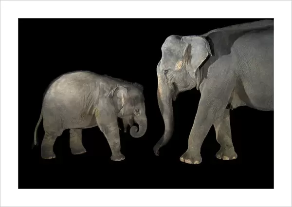 Indian elephant adult and calf on black background
