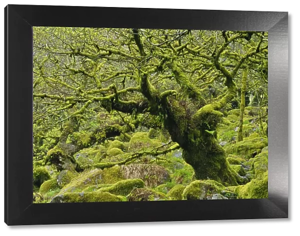 Mossy Oak Tree, Dartmoor National Park, Devon, England