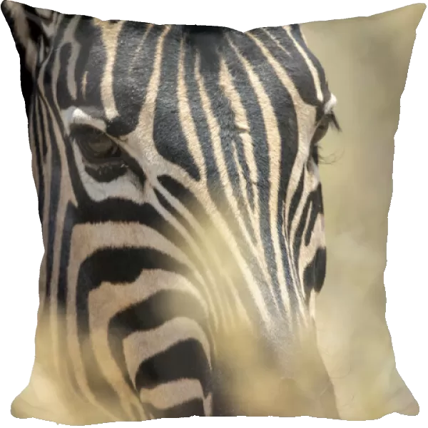 Close-up of a plains zebra looking at the camera through bushes, Etosha National Park, Namibia