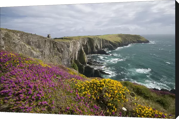 Heather blooms on the cliffs at Old Head of Kinsale, County Cork, Ireland