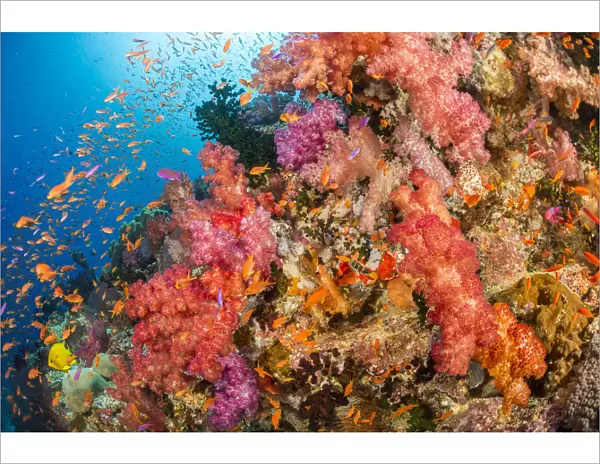 Fijian reef scene in vibrant colours
