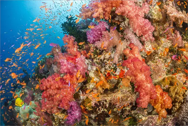 Fijian reef scene in vibrant colours
