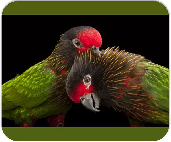 Portrait of two Yellow-streaked lories