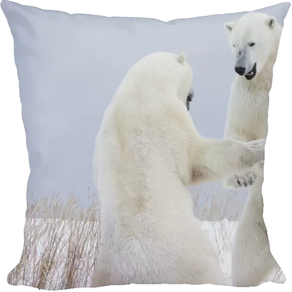 Polar Bears Play Fighting Along The Shores Of Hudsons Bay; Churchill Manitoba Canada