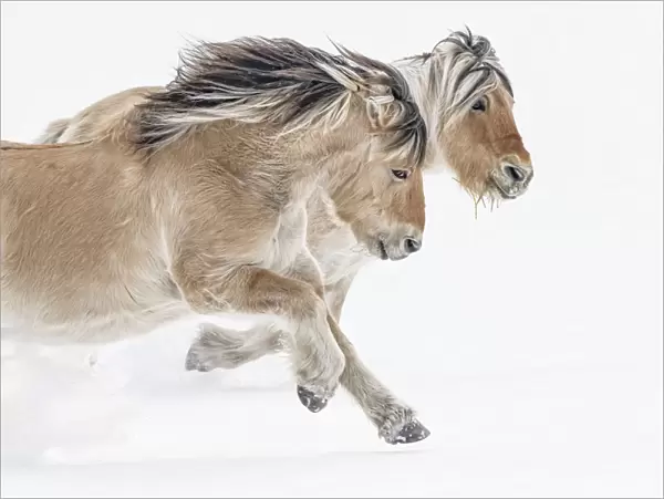 Horses (Equus ferus caballus) running through the snow; Whitehorse, Yukon, Canada