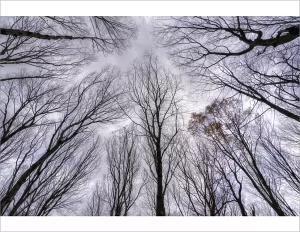 Looking up into the canopy of leafless trees of an Ontario forest in winter; Ontario, Canada