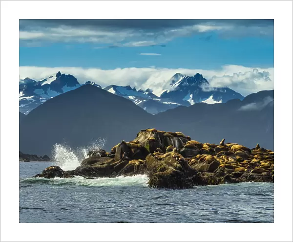 Stellers Sea Lions (Eumetopias jubatus) hauled out on rocky island; Katmai National Park, Alaska, United States of America