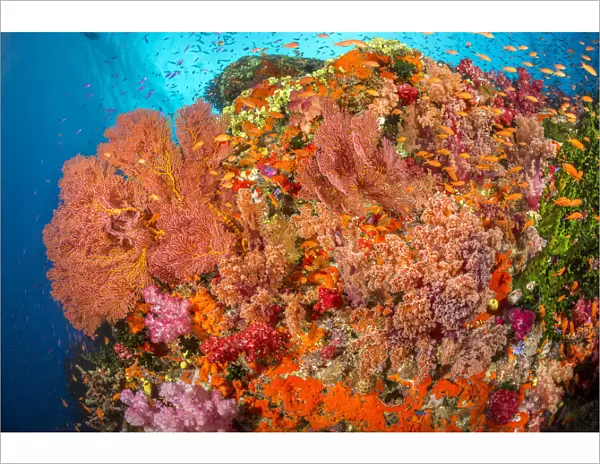 Alconarian and gorgonian coral with schooling anthias dominate this Fijian reef scene; Fiji