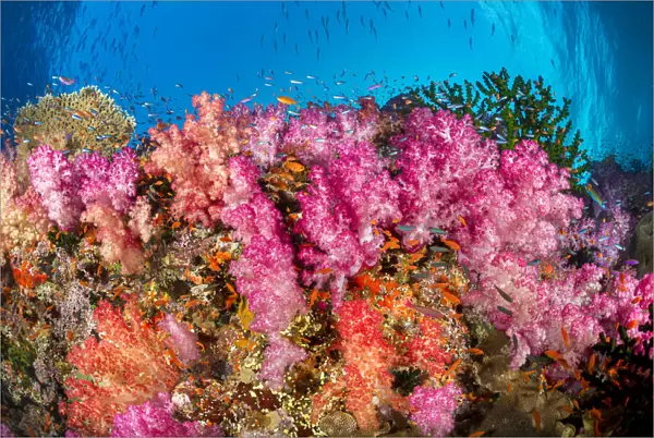 Alconarian coral with schooling anthias dominate this Fijian reef scene looking directly up a wall to the surface; Fiji