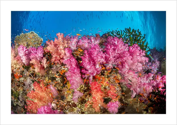 Alconarian coral with schooling anthias dominate this Fijian reef scene looking directly up a wall to the surface; Fiji