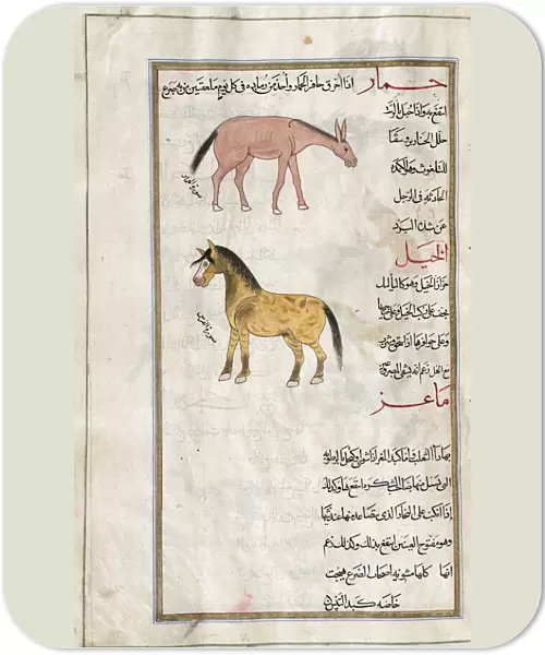 Identified in book as Top: an ass (Equus hemionus), Bottom: a horse (Equus caballus). After an illustration by Mirza Baqir in a 19th century Iranian book of Greek physician and botanist Pedanius Dioscoridess 1st century AD work De Materia Medica; Illustration