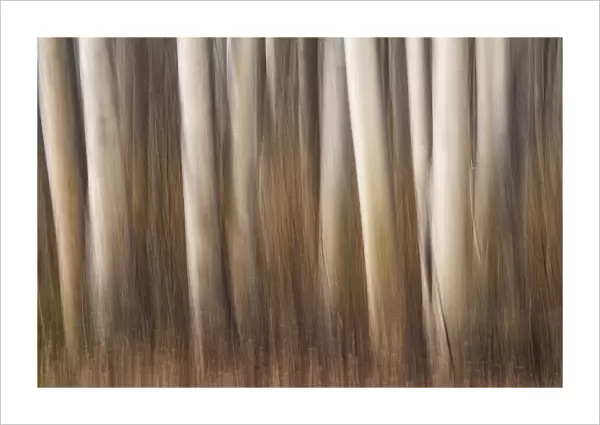 Abstract art of tree trunks after panning the camera while taking the photo; Yukon, Canada