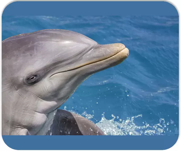 Common Bottlenose Dolphin (Tursiops truncatus) portrait; Curacao, Netherlands Antilles