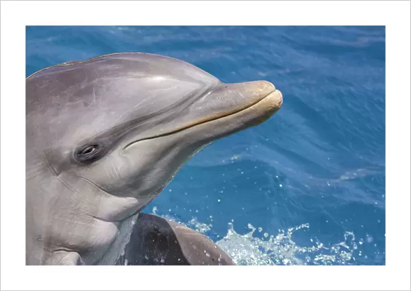Common Bottlenose Dolphin (Tursiops truncatus) portrait; Curacao, Netherlands Antilles