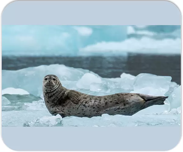 A harbor seal looks at the camera at South Sawyer Glacier