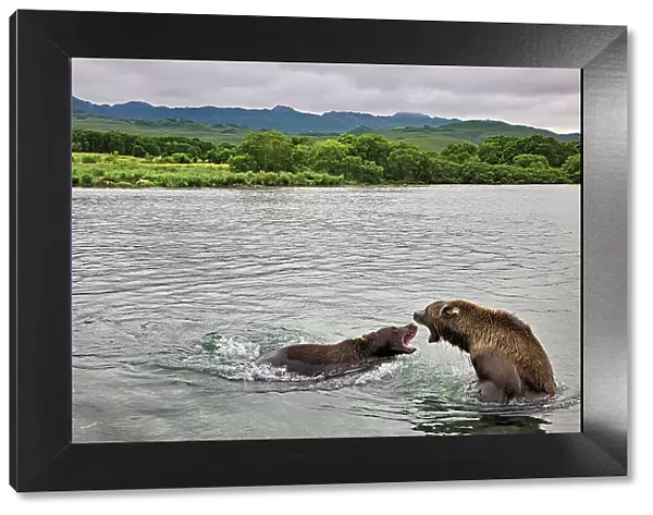 Brown bears competing for salmon in Kuril Lake