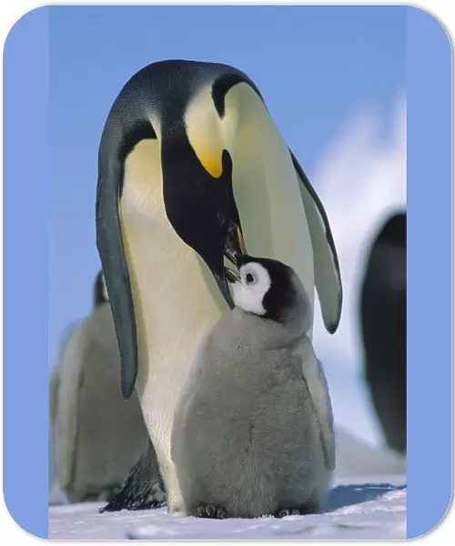 Emperor Penguin (Aptenodytes forsteri) parent feeding chick, Antarctica