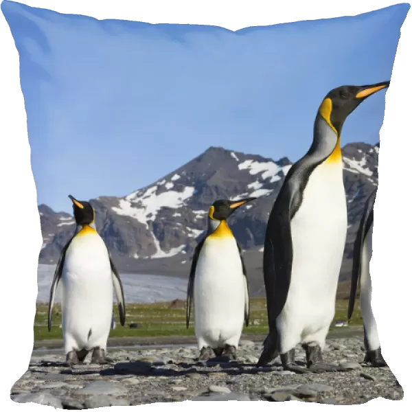 King Penguin (Aptenodytes patagonicus) group, St Andrews Bay, South Georgia Island