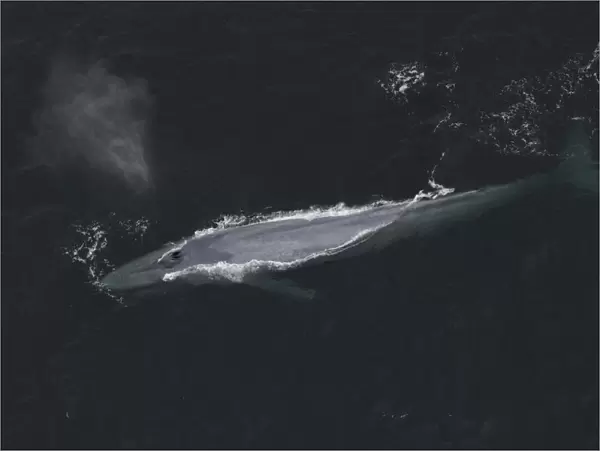 Blue Whale (Balaenoptera musculus) surfacing, Santa Barbara, California