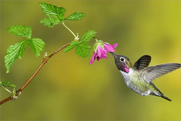 Annas Hummingbird (Calypte anna), British Columbia, Canada