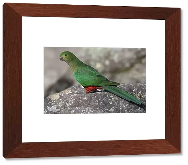 Australian King Parrot (Alisterus scapularis) female, Australia