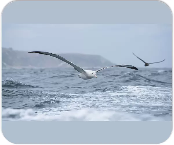 Wandering Albatross (Diomedea exulans) flying just above the waves followed by a Giant petrel