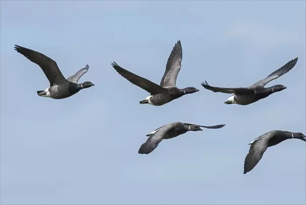 Brent goose (Branta bernicla) group of five flying in formation, Ameland, The Netherlands
